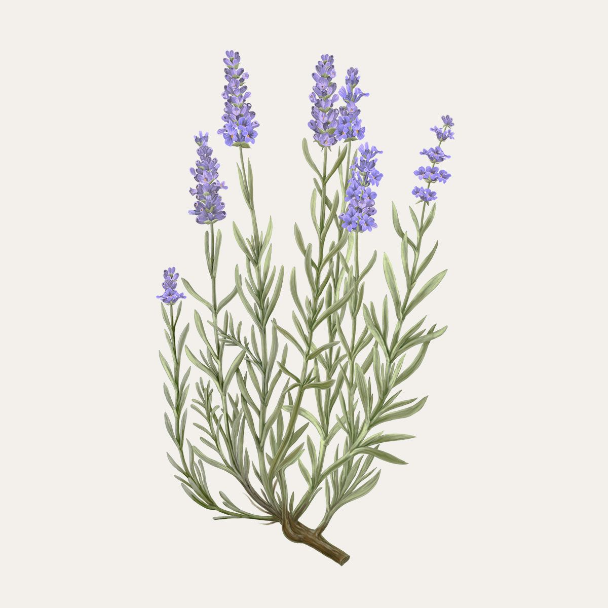 Lavender Botanical palets