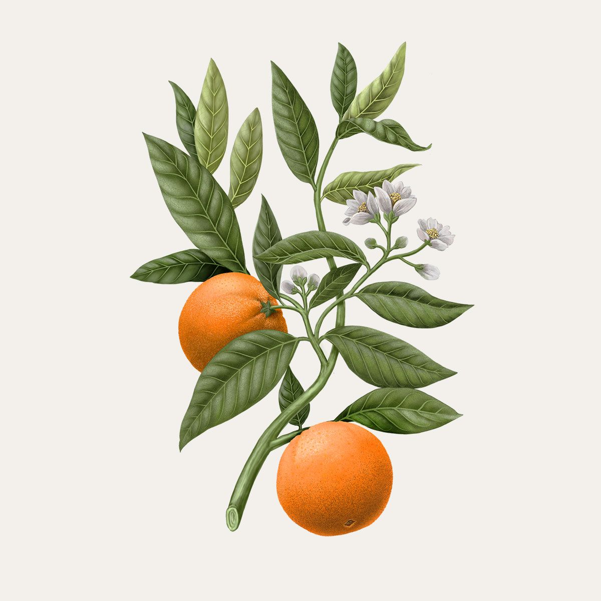 Orange Blossom Botanical palet